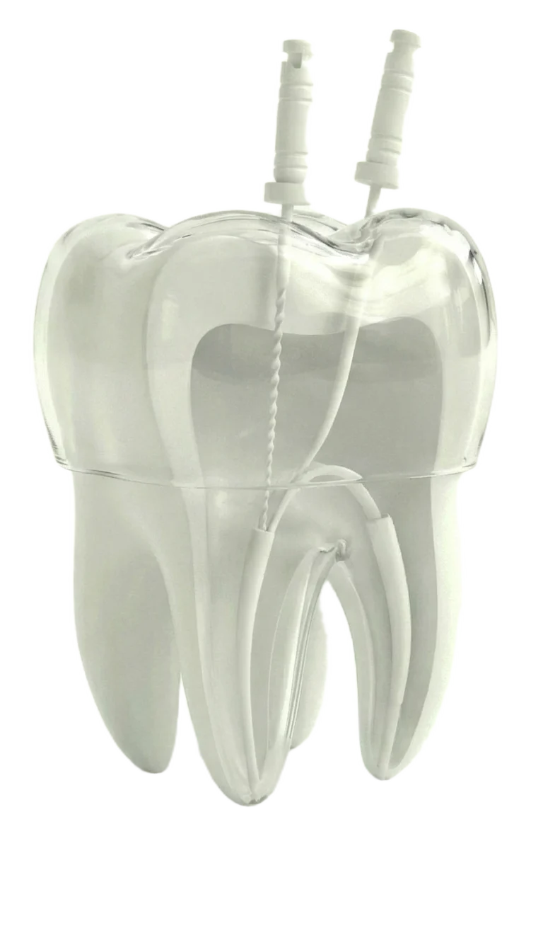 Root Canal Therapy caring